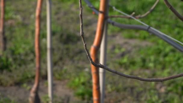 Obstbäume im Frühlingsgarten — Stockvideo