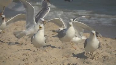 Deniz kıyısındaki martılar. Yavaş çekim