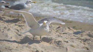 Deniz kıyısındaki martılar. Yavaş çekim