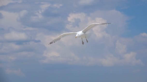 Gaviota en el cielo. Moción lenta — Vídeo de stock