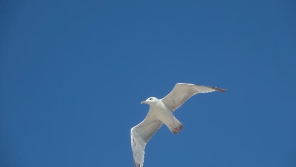 Seagull Soars Sky Slow Motion — Stock Video