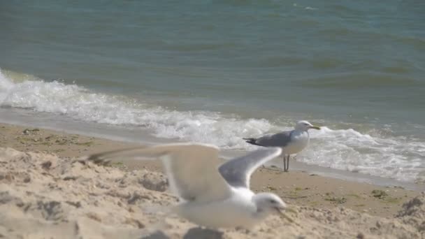 Gabbiano nel cielo. Rallentatore — Video Stock