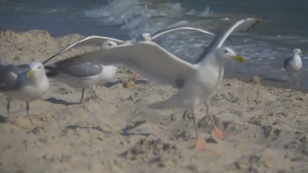 Seagulls on the seashore. Slow Motion — Stock Video