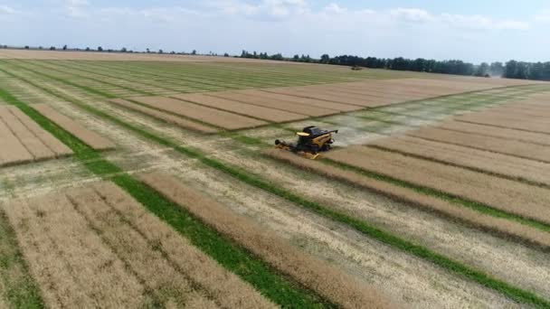 Ucraina Dnipro Luglio 2018 Harvester New Holland Raccoglie Colza Riprese — Video Stock