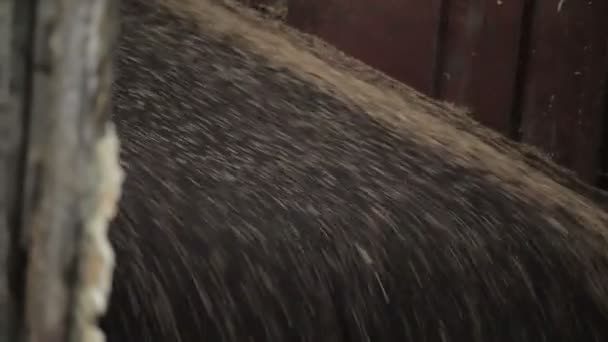 車がアンロードされる穀物レイプ — ストック動画