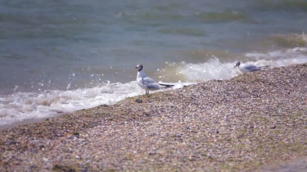 海辺のカモメスローモーション — ストック動画