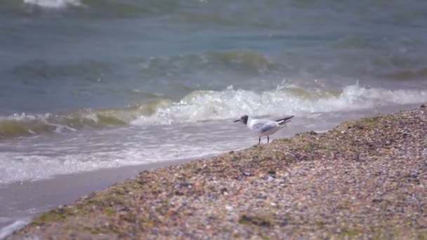 Seagull by the sea. Slow Motion — Stock Video