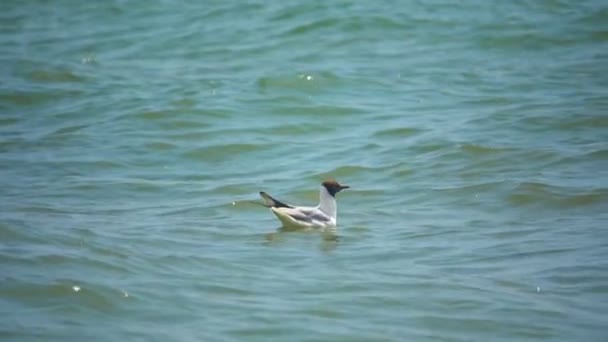 A gaivota nada no mar. Movimento lento — Vídeo de Stock