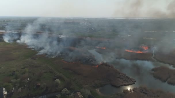 Fire reeds on the river. Aerial survey — Stock Video