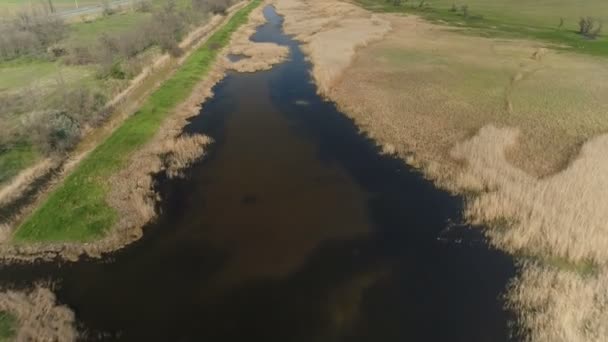 Flying over the river with reeds. Aerial — Stock Video