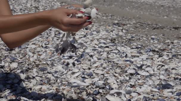 Kerang jatuh dari tangan. Gerakan lambat — Stok Video