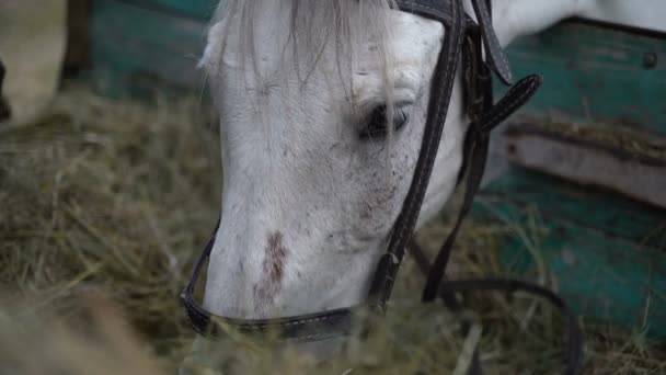 Сельскохозяйственная лошадь ест сено — стоковое видео