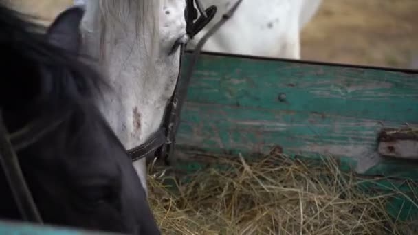 Boerderij paard eten hooi — Stockvideo