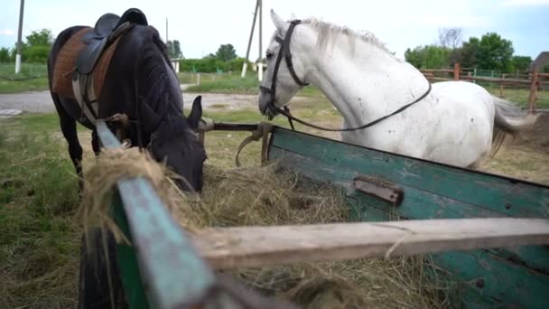 Granja caballo comer heno — Vídeo de stock