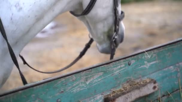 Granja caballo comer heno — Vídeo de stock