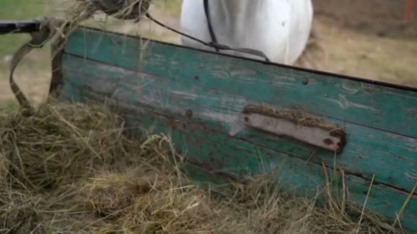 Cavalo de fazenda comendo feno — Vídeo de Stock