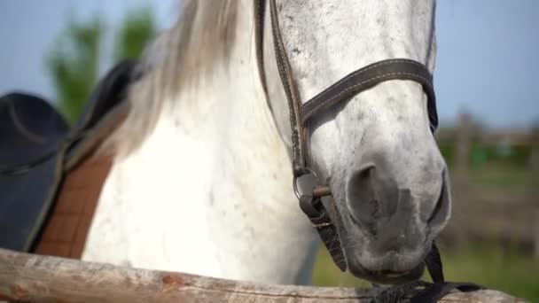 Cavallo bianco in una fattoria — Video Stock