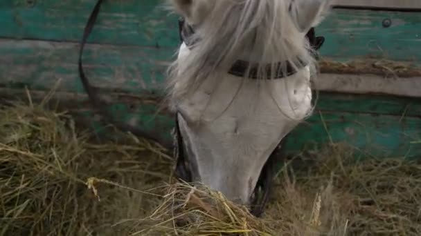 Сельскохозяйственная лошадь ест сено — стоковое видео