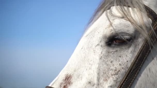 Cavalo branco em uma fazenda — Vídeo de Stock