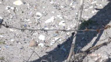 kırık dikenli tel çit