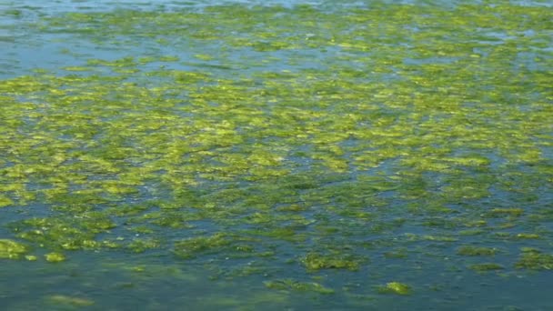 Зеленые водоросли, загрязнённые морем — стоковое видео