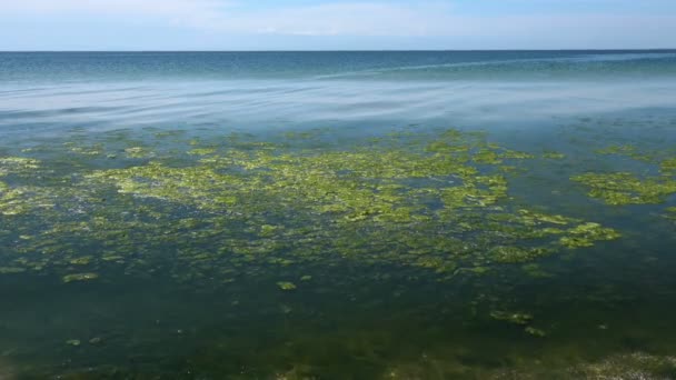 Green algae polluted sea — Stock Video