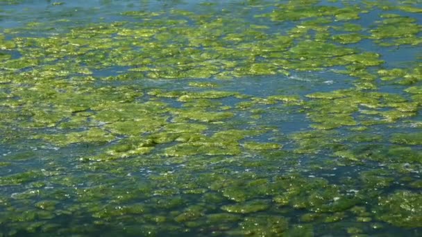 Green algae polluted sea — Stock Video