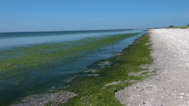Groene algen vervuilde zee — Stockvideo