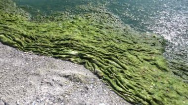 Yeşil yosun kirli deniz