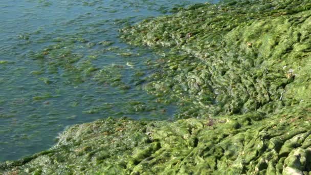 Green algae polluted sea — Stock Video