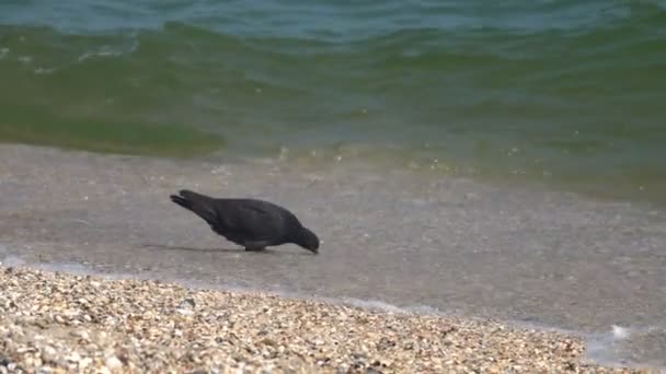 Colomba sulla spiaggia sabbiosa — Video Stock