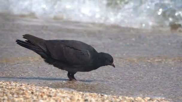 Colomba sulla spiaggia sabbiosa — Video Stock