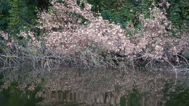 Bir tekneden nehir bitki örtüsü manzarası — Stok video