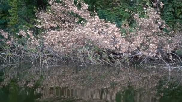 Άποψη της βλάστησης του ποταμού από βάρκα — Αρχείο Βίντεο