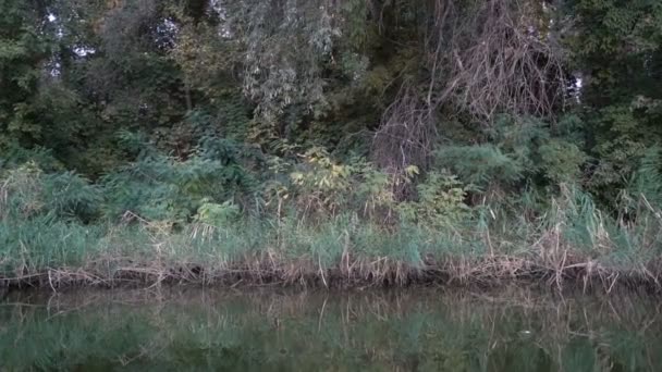 Pemandangan vegetasi sungai dari perahu — Stok Video