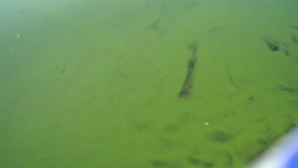 Eau avec algues à bord du bateau — Video