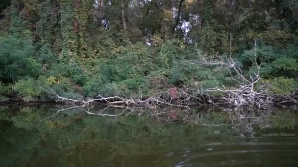 Vista della vegetazione fluviale da una barca — Video Stock