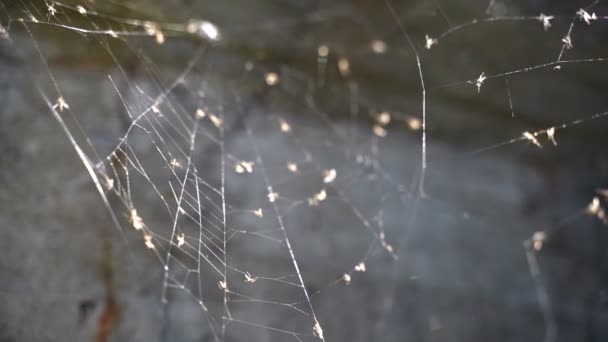 Web on an abandoned structure. Slow motion — ストック動画