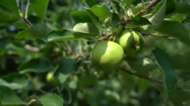 Yeşil meyveli elma bahçesi