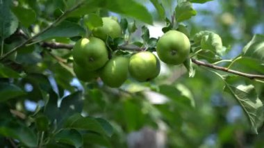 Yeşil meyveli elma bahçesi