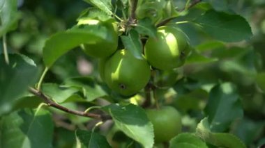 Yeşil meyveli elma bahçesi