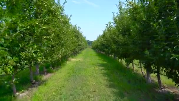 Pomar de maçã com frutas verdes — Vídeo de Stock