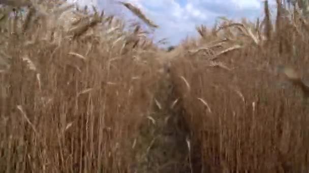 現場で熟した小麦の耳 — ストック動画