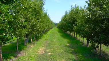 Yeşil meyveli elma bahçesi