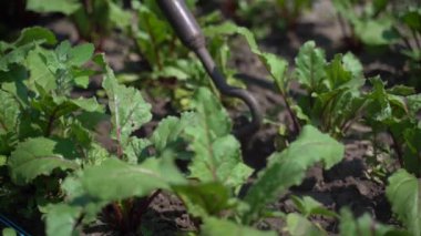 Yabani otlardan ot ekin