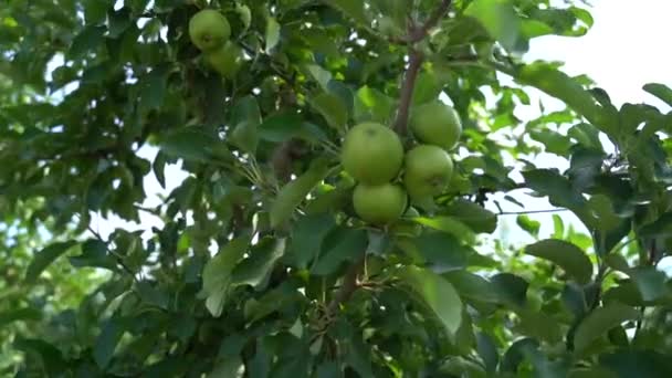 Verger de pommes aux fruits verts — Video