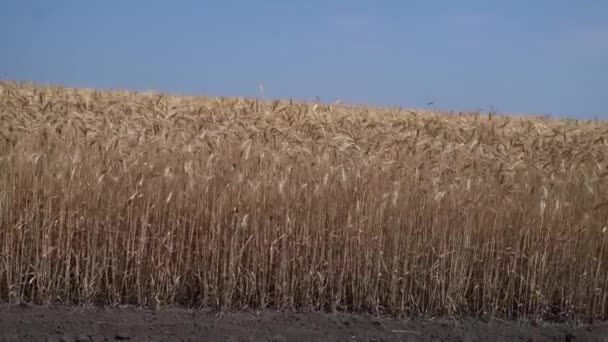 Tarlada olgunlaşmış buğday kulakları — Stok video
