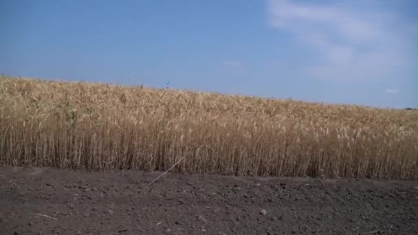 Uszy dojrzałej pszenicy na polu — Wideo stockowe