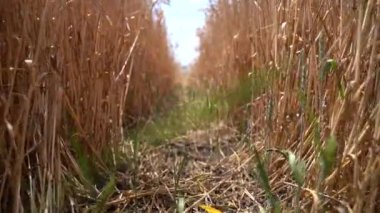 Tarlada olgunlaşmış buğday sapları