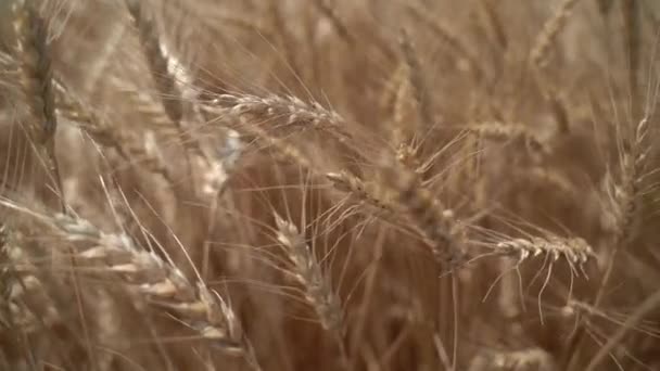 Ähren des reifen Weizens auf dem Feld — Stockvideo